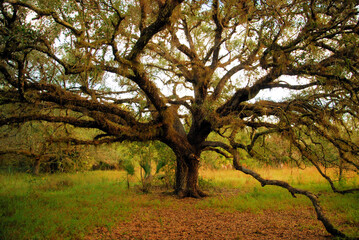 Ancient live oak tree and south central landscape of southern Florida
