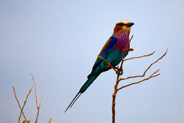 Colorful bird on the tree, Kenya