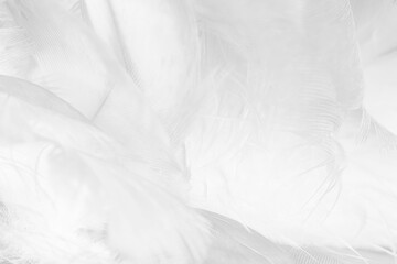 white feather wooly pattern texture background