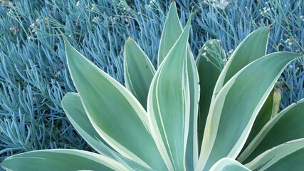 Blue agave leaves, succulent gardening in California, USA. Home garden design, yucca, century plant...