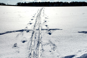 Tracks of cross country skis on a thick snow cover on a field in winter with a black forest in the...