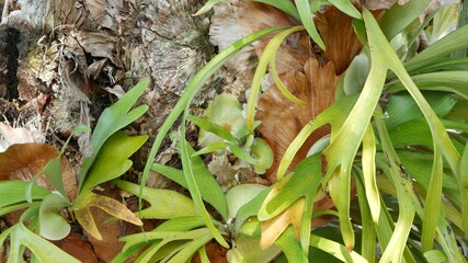 Elkhorn staghorn fern green leaves. Exotic tropical amazon jungle rainforest botanical atmosphere. Natural lush foliage vivid greenery, paradise aesthetic. Platycerium bifurcatum juicy fresh plant.