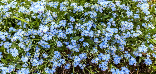 Fototapeta premium Small blue flowers on a green background (Background, banner, Wallpaper, texture)