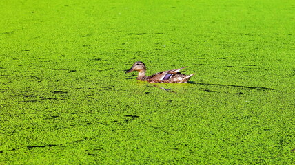 Duck into the overgrown green duckweed pond
