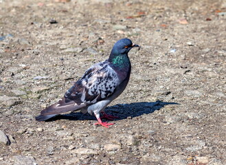 Bird dove on the background of the earth