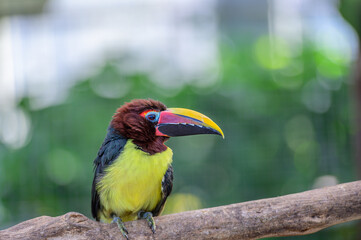 キムネチュウハシ