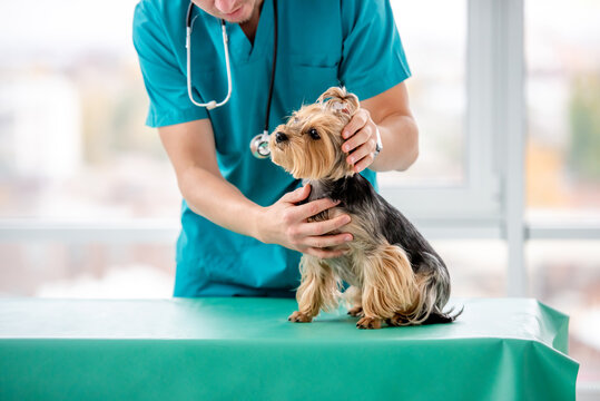 Veterinarian examining yorkshire terrier in clinic - Powered by Adobe