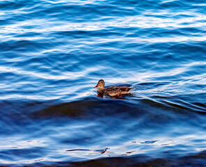 Fototapeta premium Duck on blue pond water background