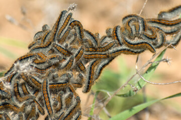 Many caterpillars on the leaves. Insect pests damage plants.