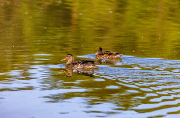 Ducks on the water pond in summer closeup