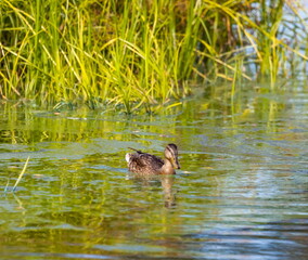 Ducks on the water pond in summer closeup