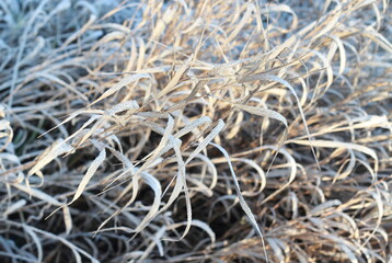 frost on the grass