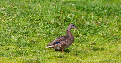 Ducks on the pond in the summer closeup