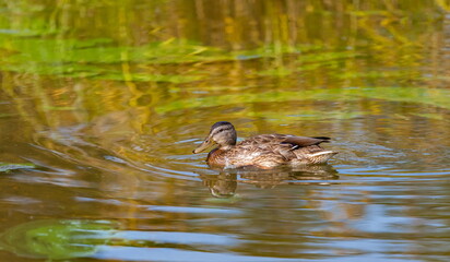 Ducks on the water pond in summer closeup