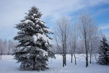 Bare snow-covered trees in a city park, a large spruce in the foreground. Beautiful blue sky and deep snow with footprints.
