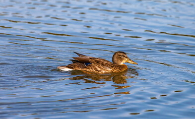 Ducks on the water pond in summer closeup