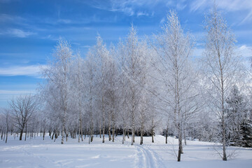 Bare snow-covered trees in the city park. Beautiful blue sky and deep snow with a well-trodden path.