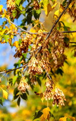 Maple fruit in clusters in autumn