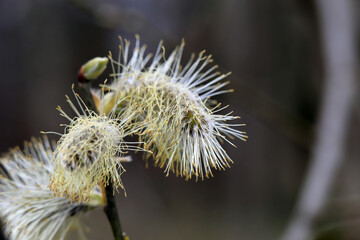 Willow tree catkins in close up. Beautiful signs of spring and symbols of Easter. Photographed during a spring day in Finland. Popped catkins and brown willow branches. Color closeup photo, no people.