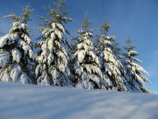 snow white cold winter beautiful ice cream trees landscape