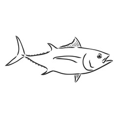 Vector illustration of tuna. Vector illustration can be used for creating logo and emblem for fishing clubs, prints, web and other crafts. tuna fish, vector sketch on white background