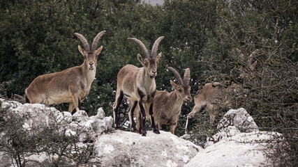 Group of Male Hispanic Ibex (Capra Pyrenaica) Torcal de Antequera