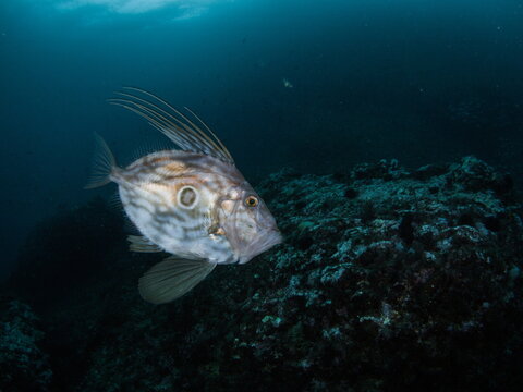 Close-up of a Saint Peter fish (Zeus faber)