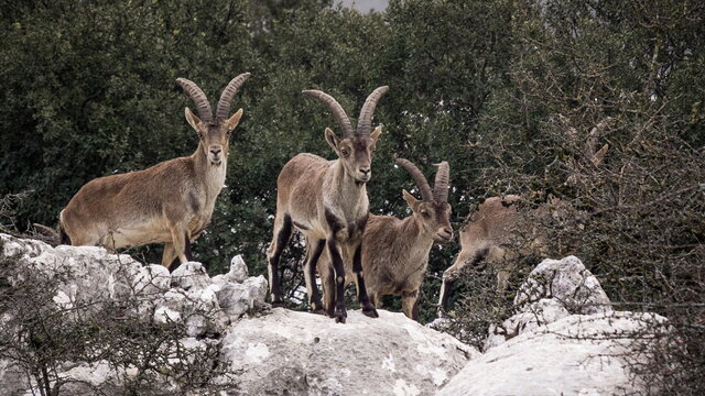 Group of Male Hispanic Ibex (Capra Pyrenaica) Torcal de Antequera