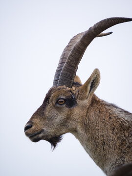 Male Hispanic Ibex (Capra Pyrenaica) Torcal de Antequera, Spain.