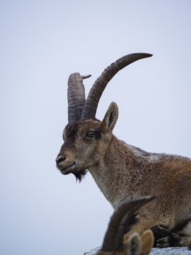 Male Hispanic Ibex (Capra Pyrenaica) Torcal de Antequera, Spain.