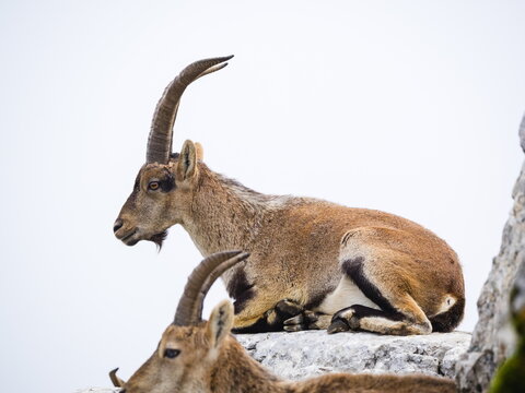 Male Hispanic Ibex (Capra Pyrenaica) Torcal de Antequera, Spain.