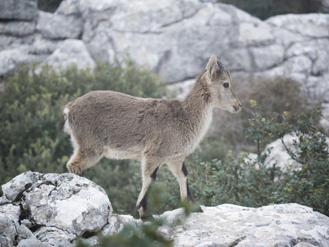 Hispanic Ibex (Capra Pyrenaica) Torcal de Antequera, Spain.