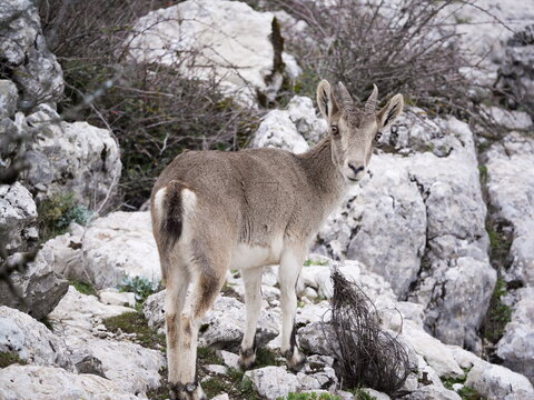 Hispanic Ibex (Capra Pyrenaica) Torcal de Antequera, Spain.