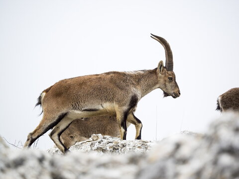 Male Hispanic Ibex (Capra Pyrenaica) Torcal de Antequera, Spain.