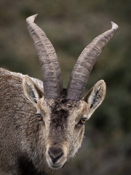 Male Hispanic Ibex (Capra Pyrenaica) Torcal de Antequera, Spain.