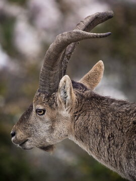 Male Hispanic Ibex (Capra Pyrenaica) Torcal de Antequera, Spain.
