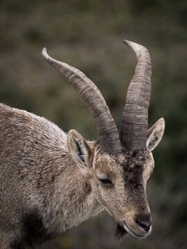 Male Hispanic Ibex (Capra Pyrenaica) Torcal de Antequera, Spain.