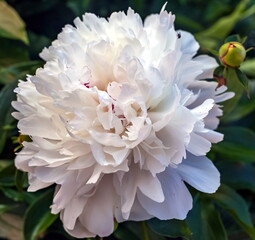 White flowers peonies close up on the background of greenery in summer