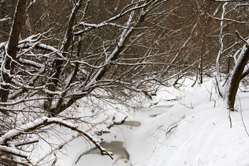a frozen stream in the forest, snow on the trees