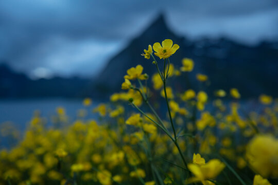 Yellow buttercup flowers with mountain backdrop, Moskenesøy, Lofoten Islands, Norway
