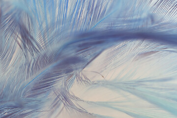 white blue  feather wooly pattern texture background