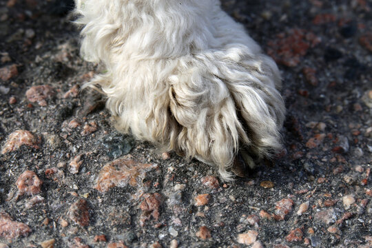 White miniature poodle in a closeup. Soft, fluffy, curly fur of the friendly little pet dog. Cute little paw with curly hair and black nails. Photographed on top of asphalt surface. Color photo.
