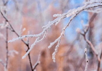 Birch branches with snow close-up in winter against the background of trees