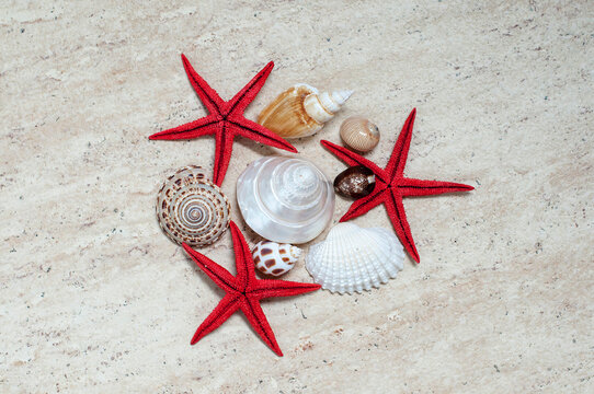 The white shell surrounded by starfish and shells.