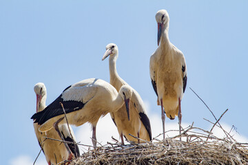 
Young storks in the nest