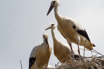 Young storks