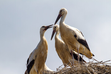 Young storks in the nest