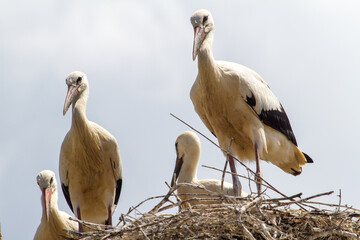 Young storks