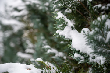 snow on a hedge with copy space for designs