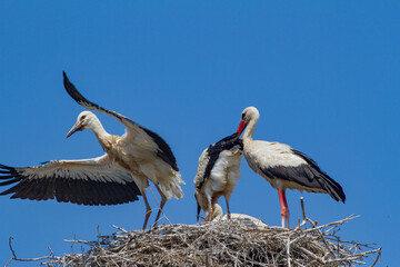 Young Stork